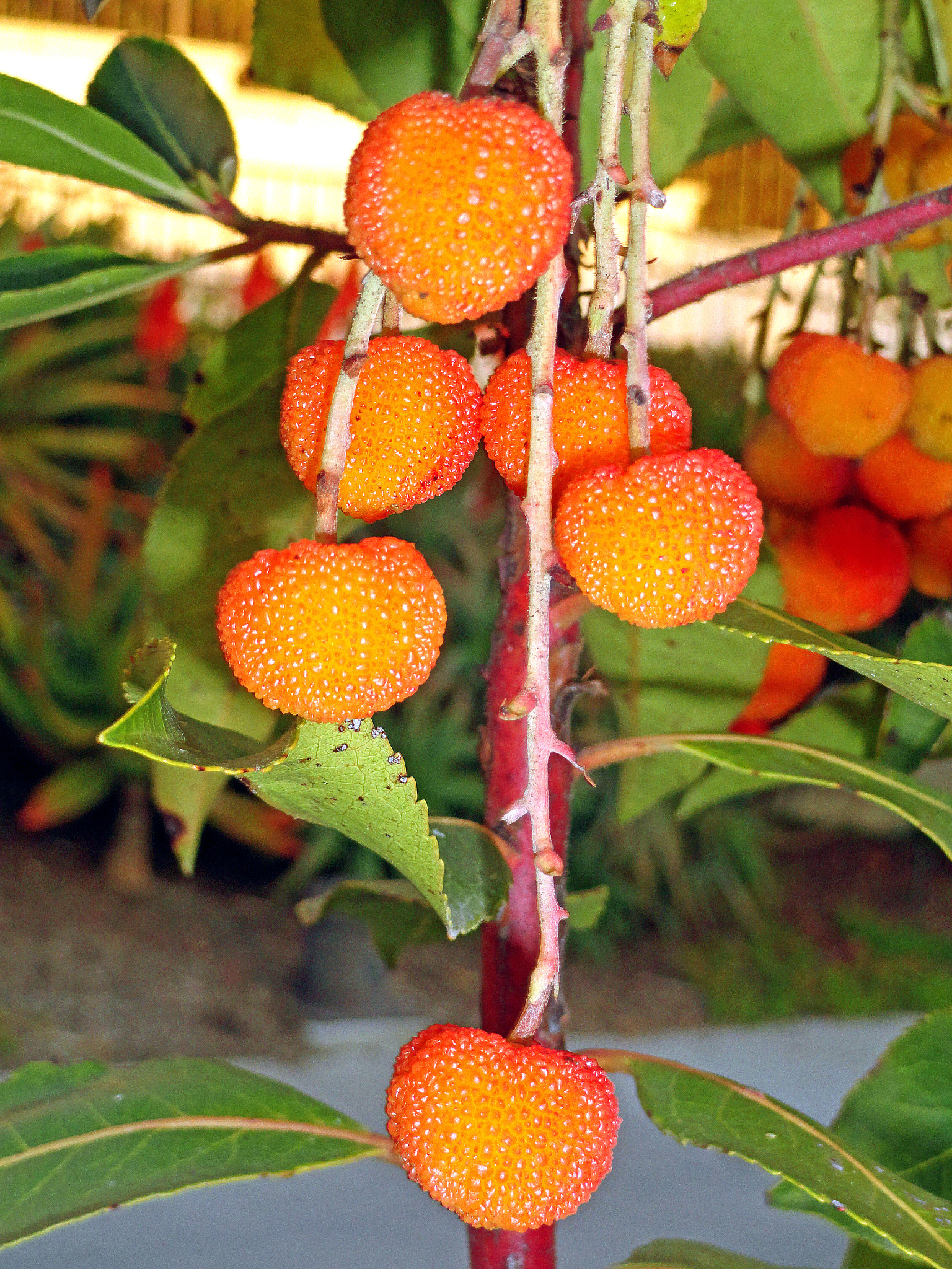 Sony Cyber-shot DSC-H70 sample photo. Arbutus unedo fruits photography