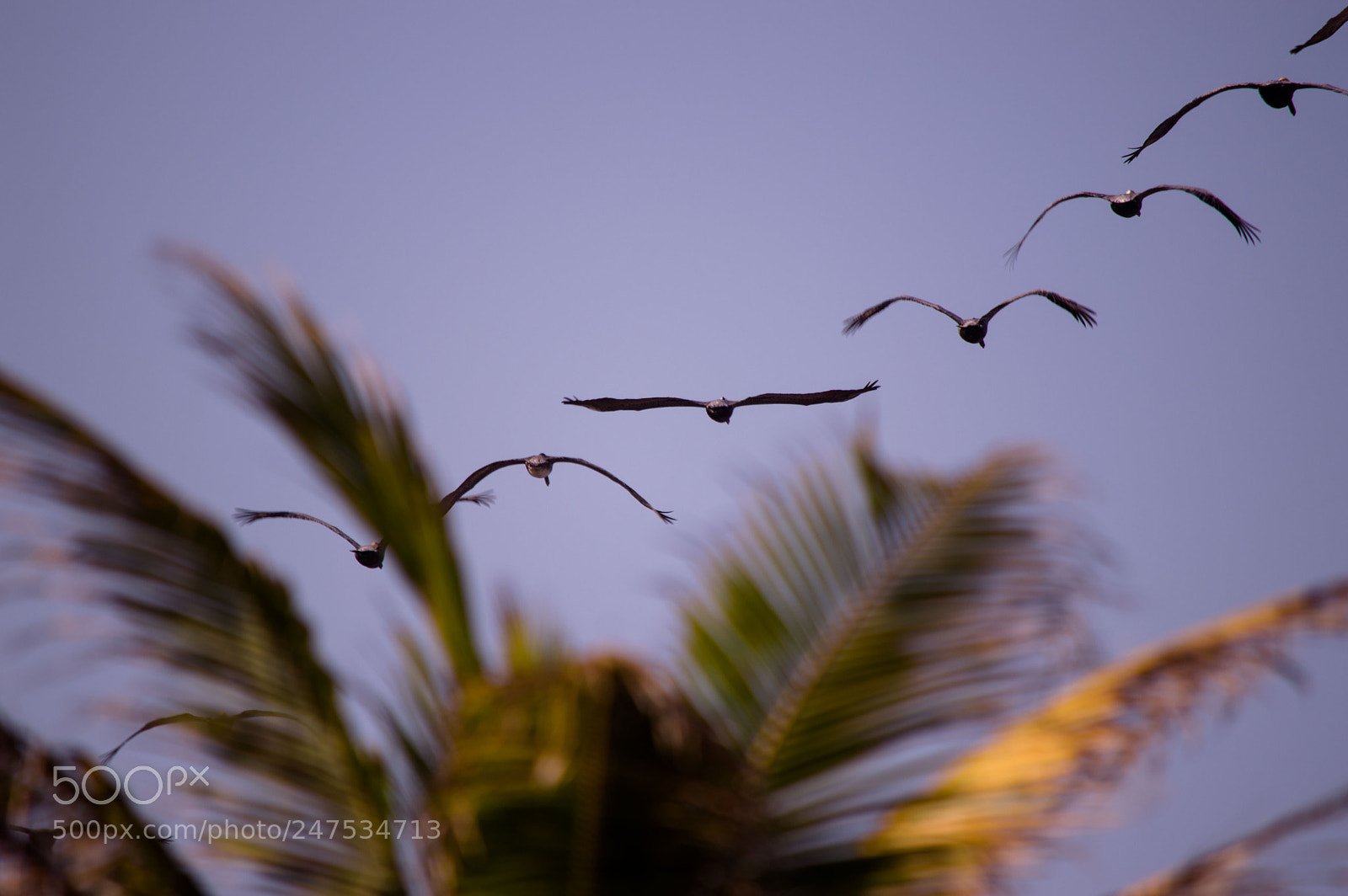 Nikon D3200 sample photo. Pelicans photography