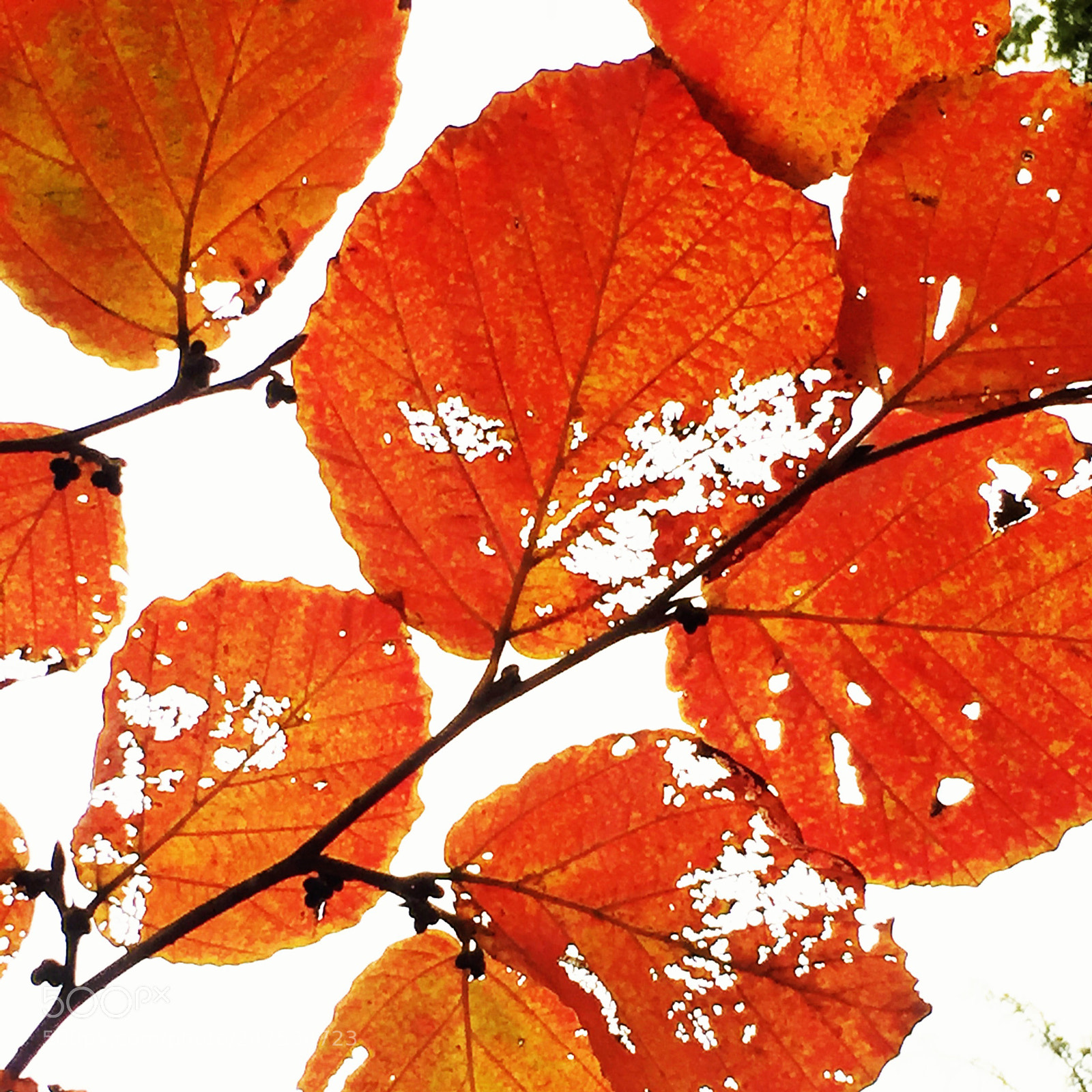Apple iPhone 6 sample photo. Autumnlace photography