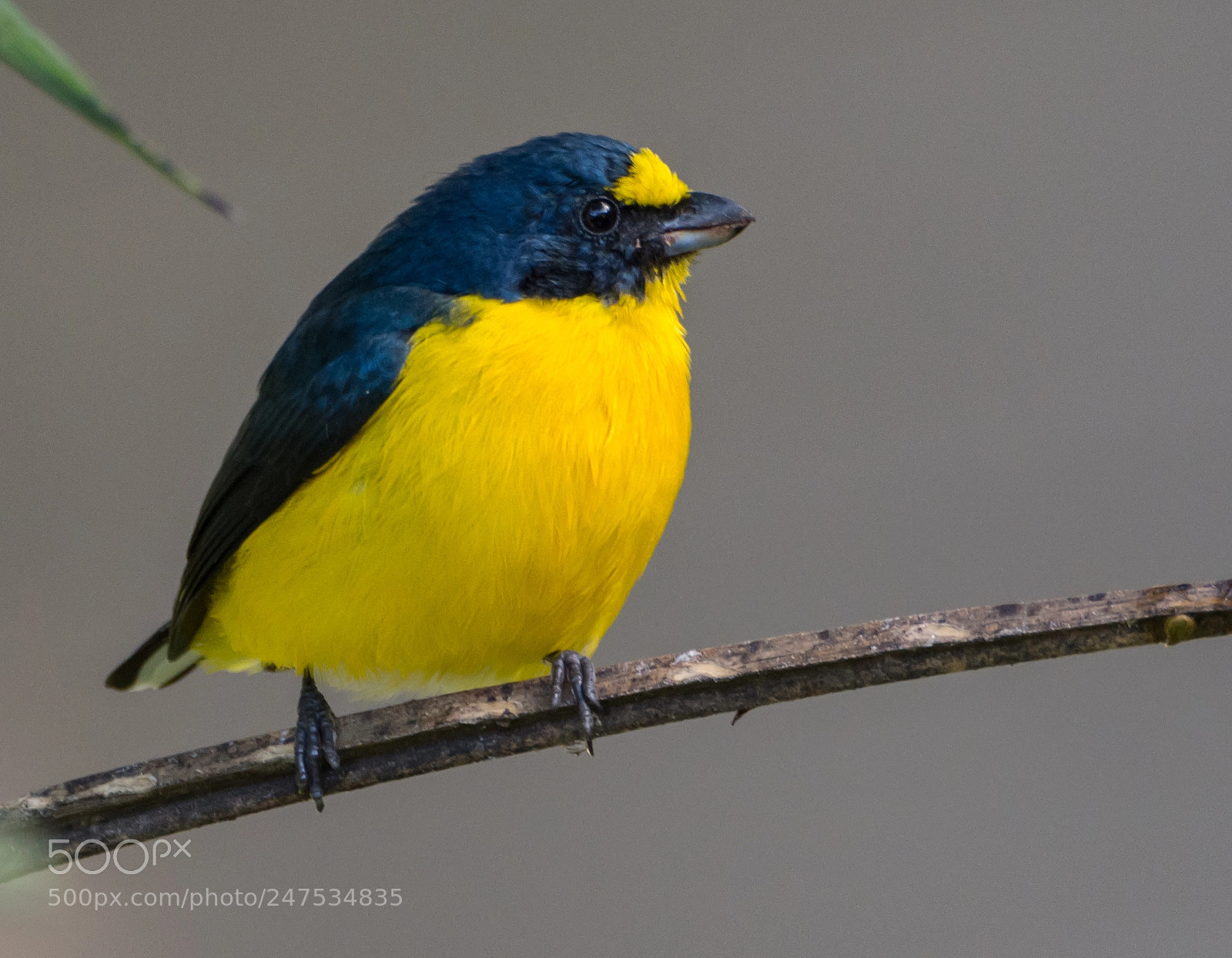 Nikon D7200 sample photo. Yellow-throated euphonia photography