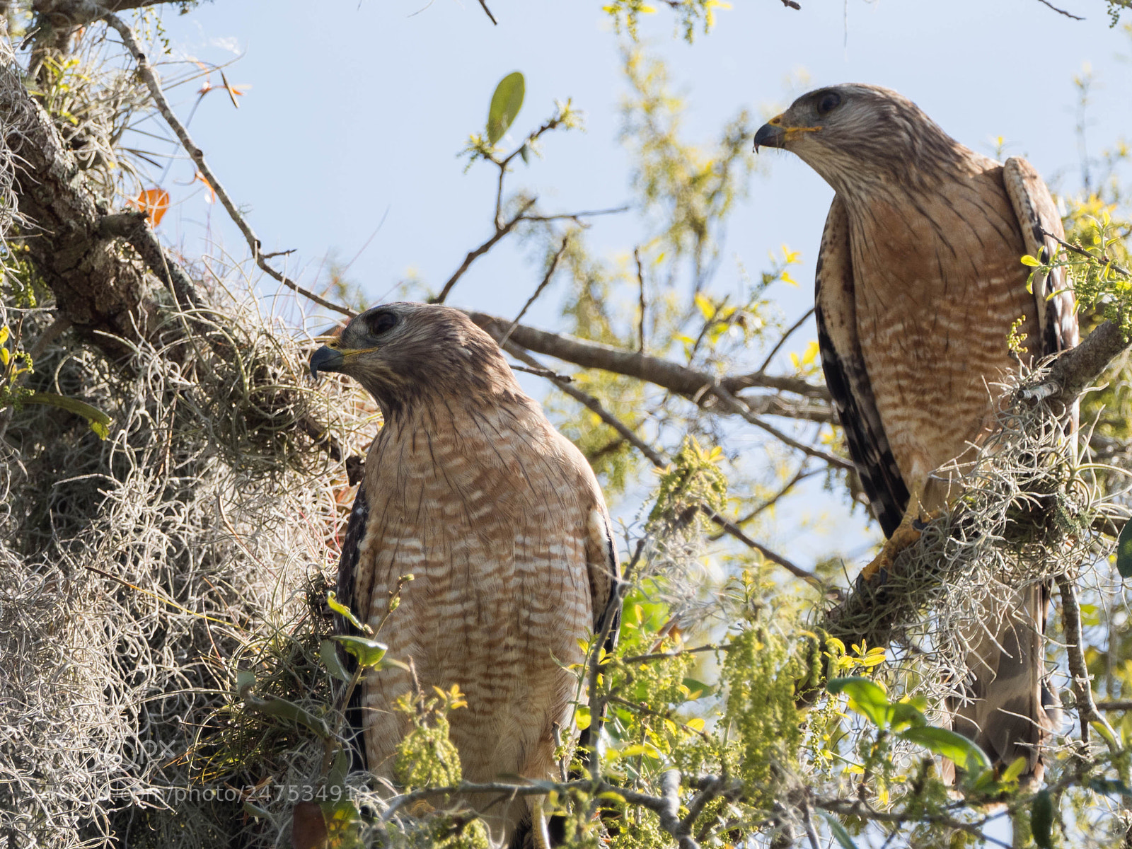 Olympus OM-D E-M1 Mark II sample photo. Love birds.....#1 photography