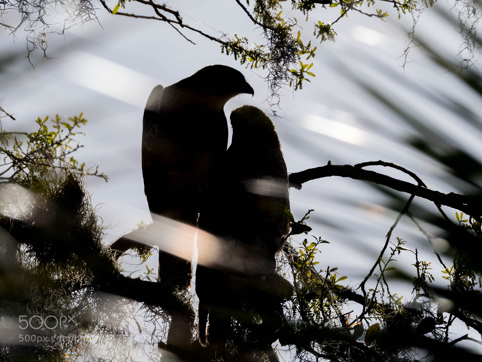 Olympus OM-D E-M1 Mark II sample photo. Love birds.....#3 photography