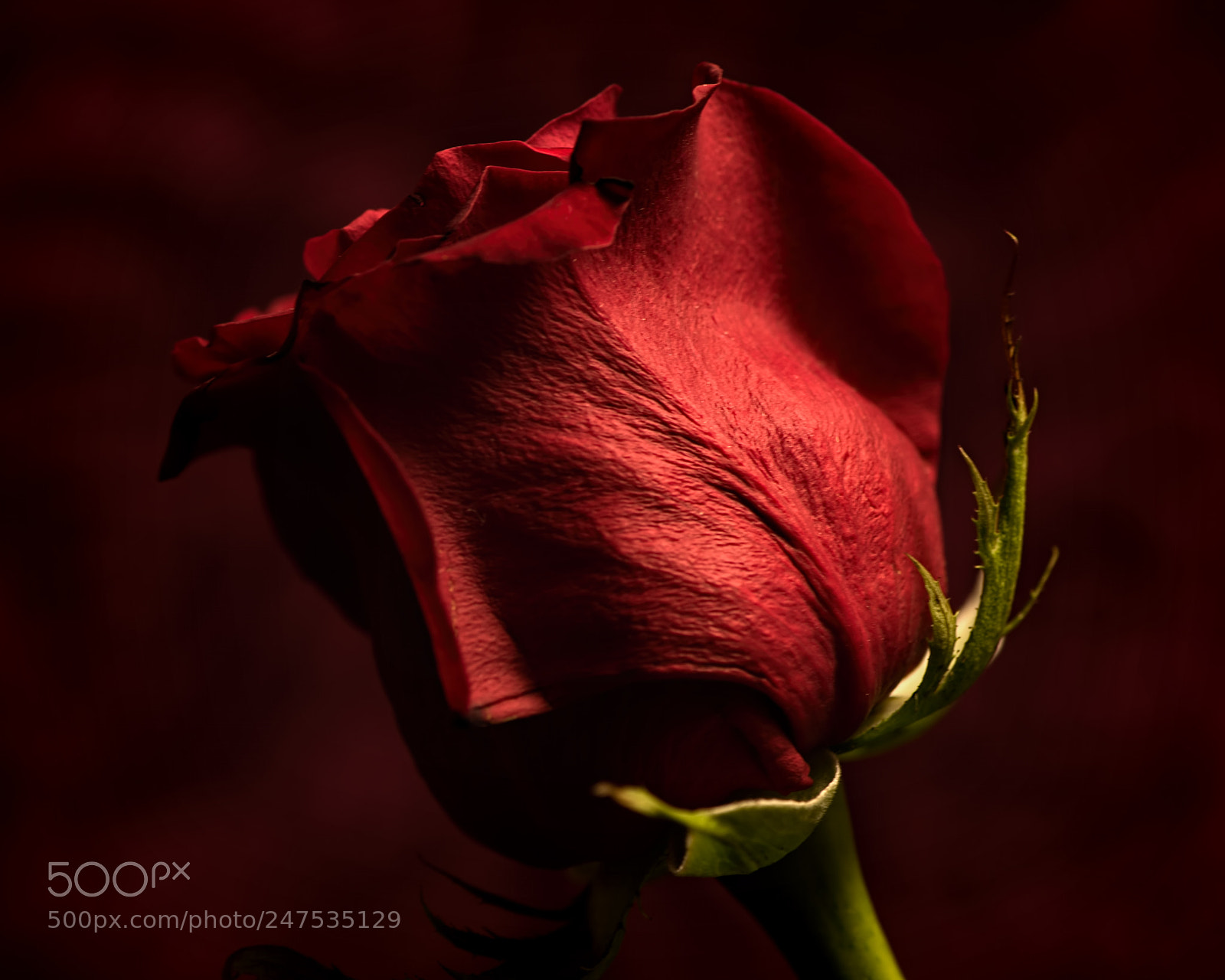 Nikon D810 sample photo. Single red rose 1111 photography