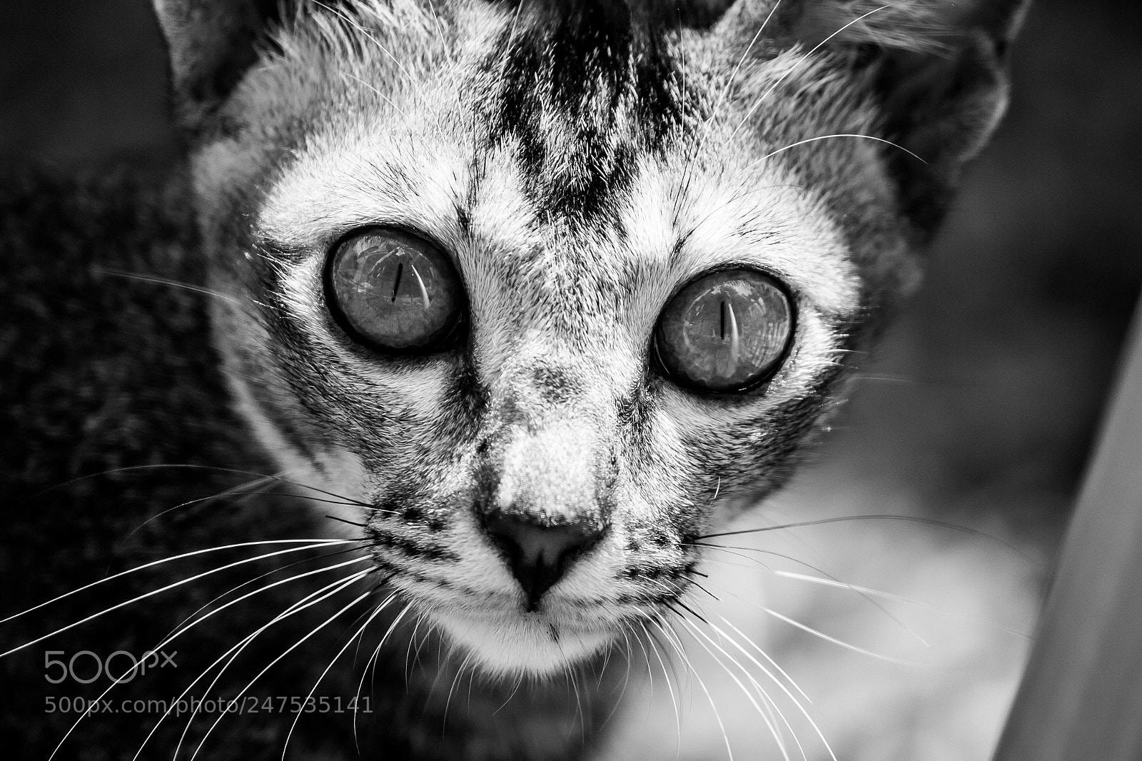 Canon EOS 600D (Rebel EOS T3i / EOS Kiss X5) sample photo. Pat's cat photography