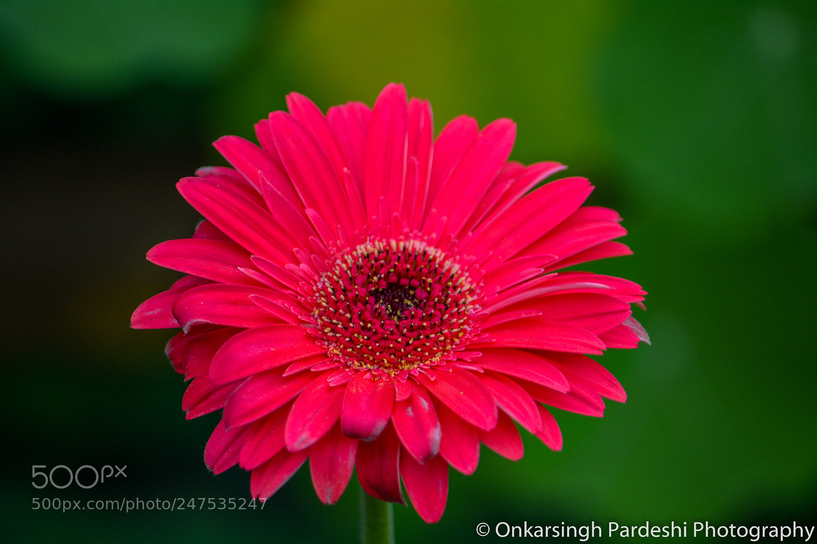 Nikon D5200 sample photo. Gerbera daisy photography