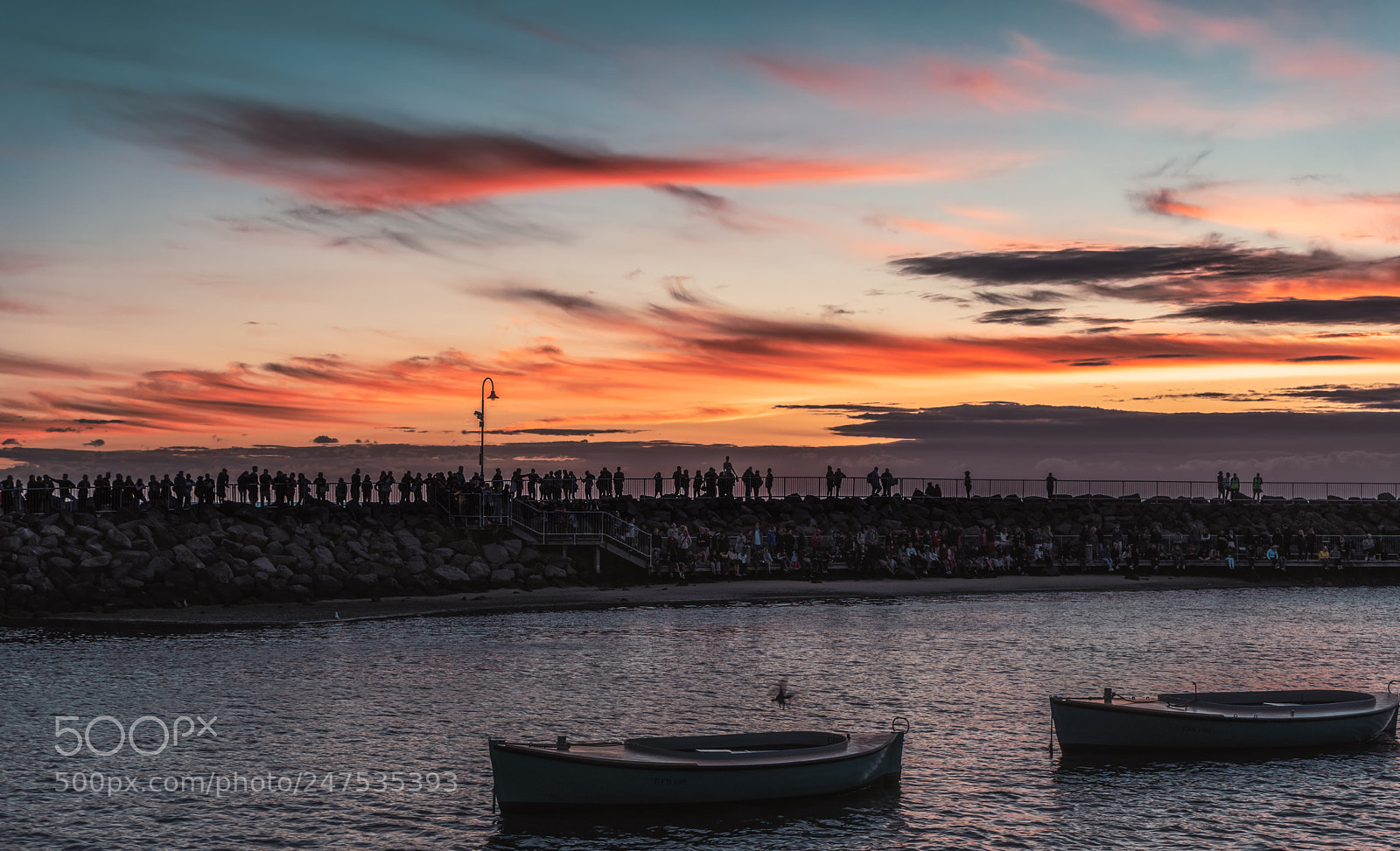 Sony a7 II sample photo. Waiting for penguin photography