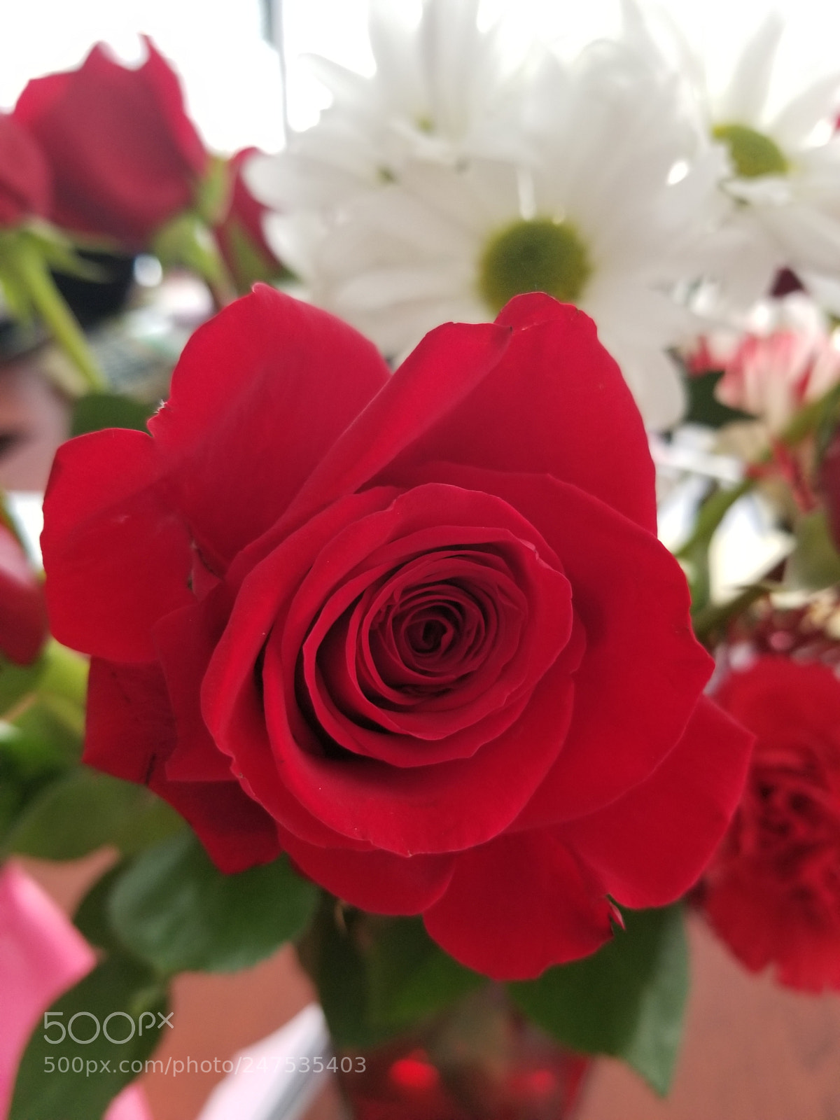 Samsung Galaxy S8 sample photo. Roses are red.... photography