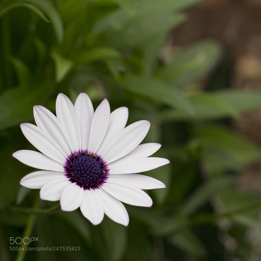 Canon EOS 100D (EOS Rebel SL1 / EOS Kiss X7) sample photo. Feb2018_flower1 photography