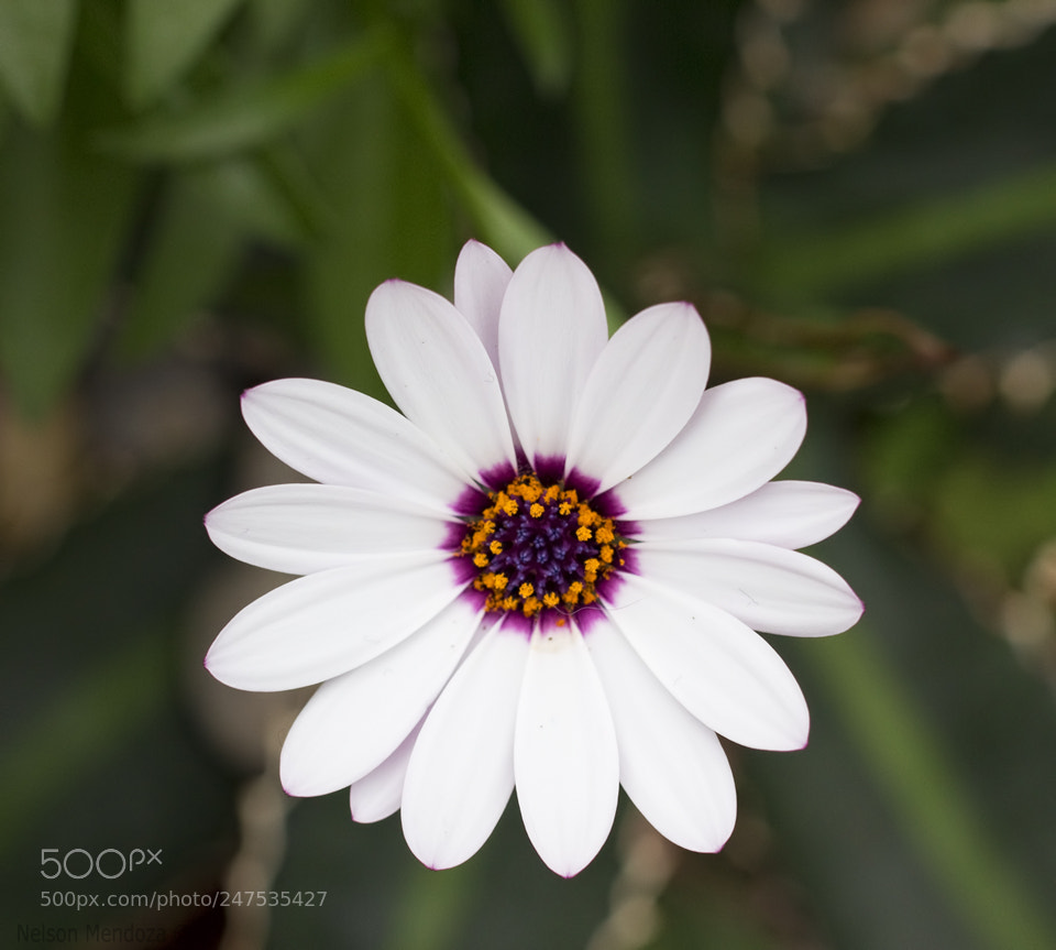 Canon EOS 100D (EOS Rebel SL1 / EOS Kiss X7) sample photo. Feb2018_flower2 photography