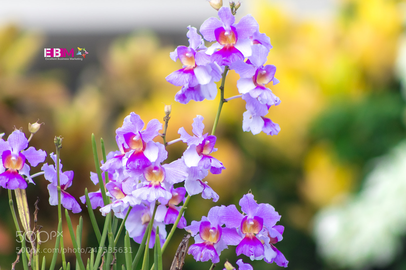 Canon EOS 80D sample photo. Flowers photography