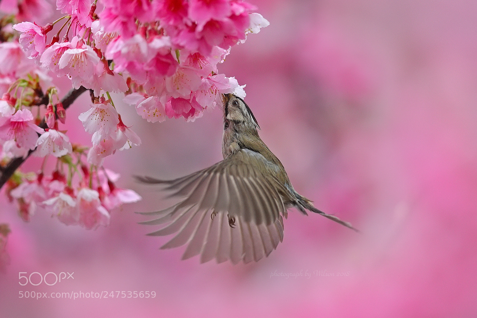 Canon EOS-1D X Mark II sample photo. Formosan yuhina photography