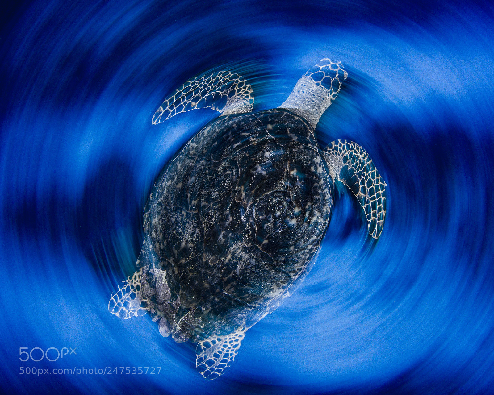 Nikon D800E sample photo. Turtle photography