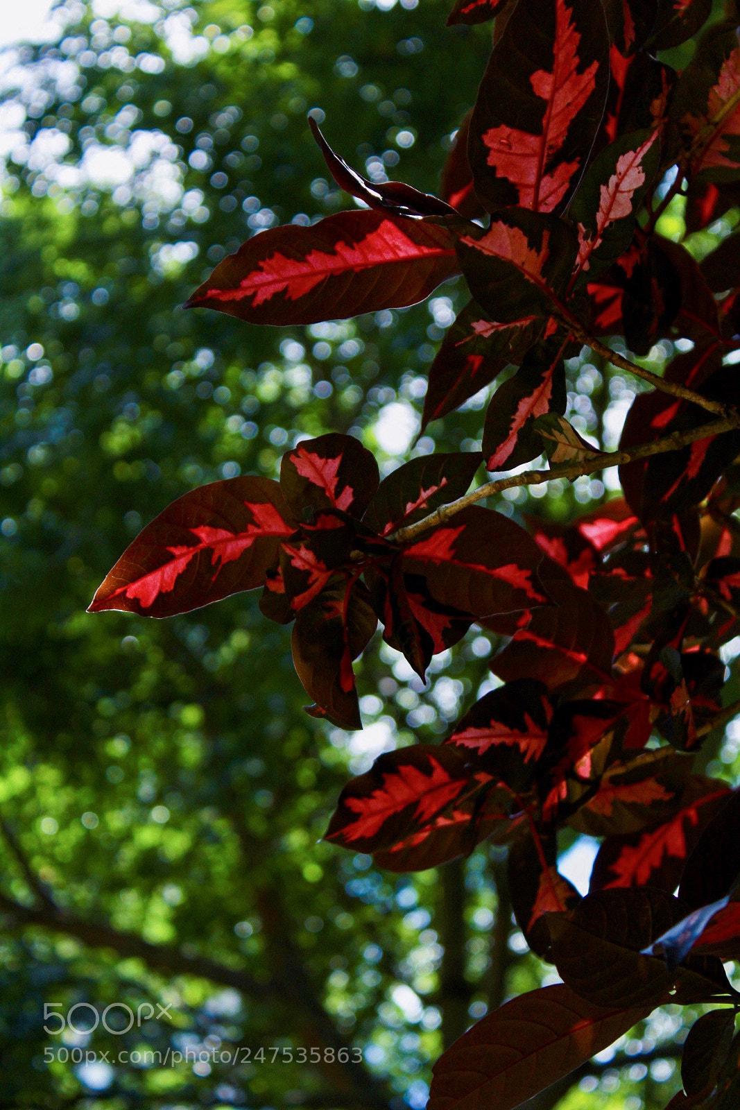 Canon EOS 1300D (EOS Rebel T6 / EOS Kiss X80) sample photo. Red photography