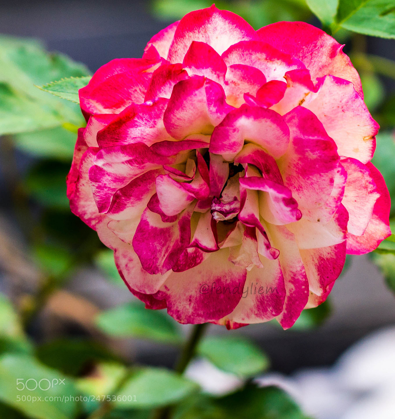 Canon EOS 550D (EOS Rebel T2i / EOS Kiss X4) sample photo. Rose photography