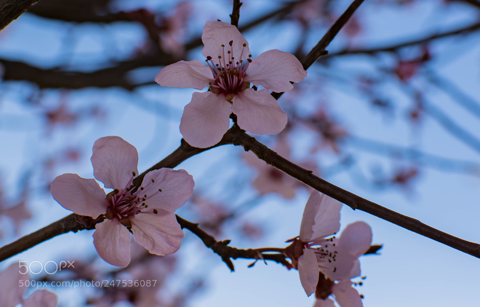 Nikon D7100 sample photo. Cherry blossoms photography