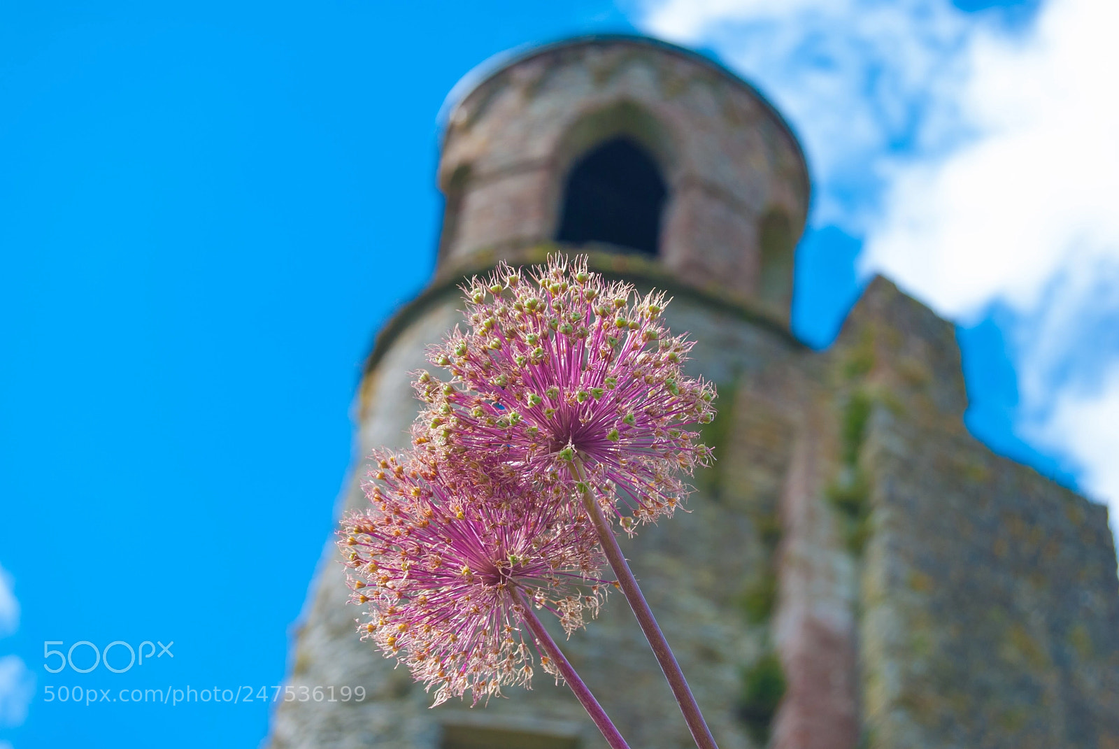 Nikon D60 sample photo. Blarney castle flowers photography
