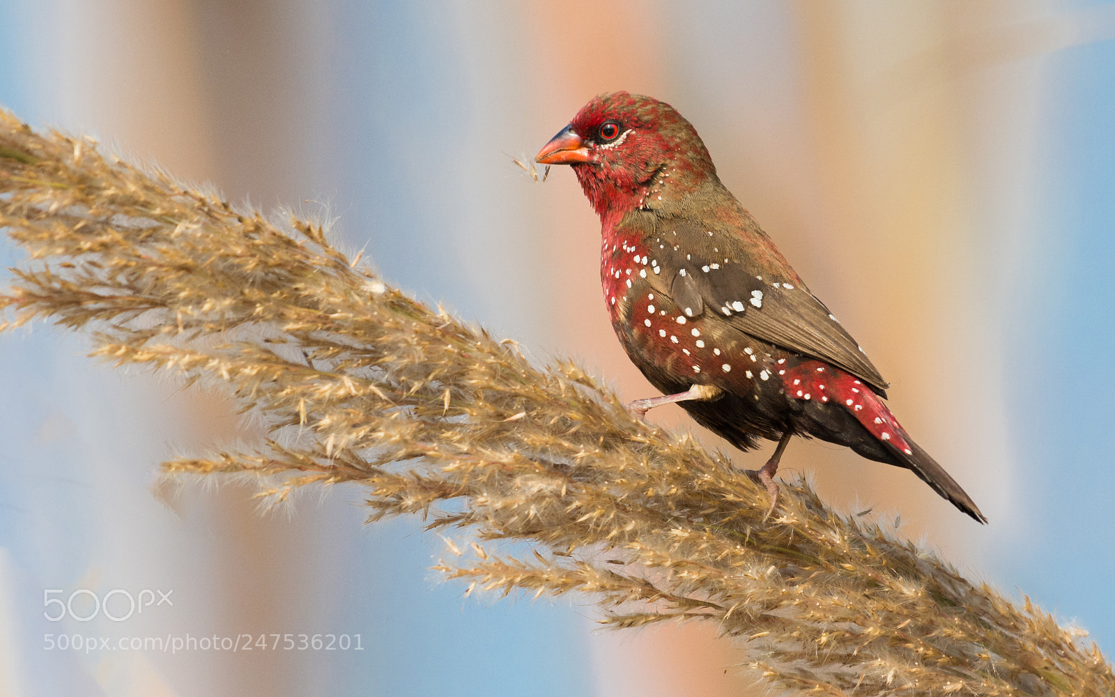 Nikon D5200 sample photo. Red avadavat photography