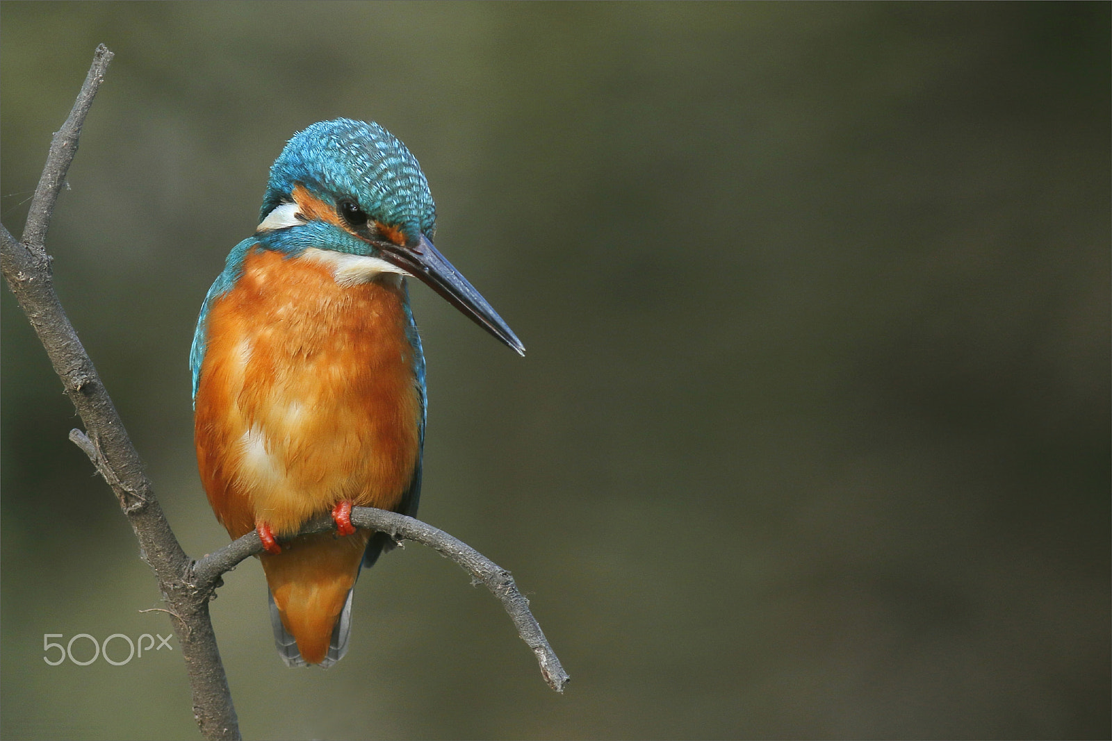 Canon EF 400mm F5.6L USM sample photo. Focused and alert (common kingfisher) photography