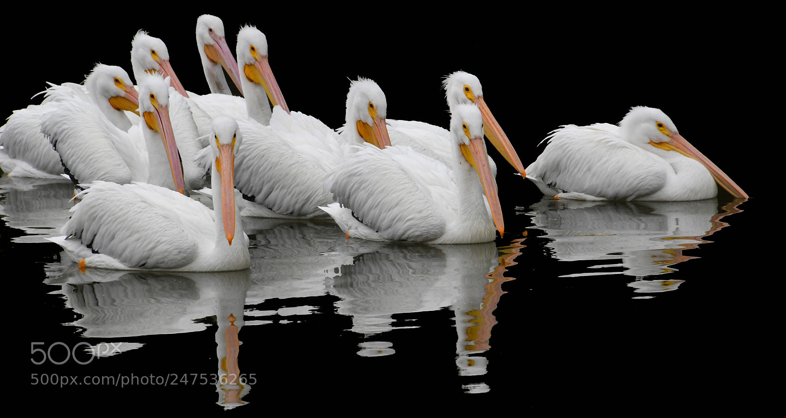 Nikon D500 sample photo. American white pelicans photography
