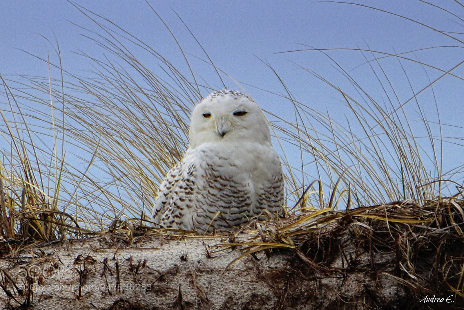 Nikon D7200 sample photo. Snowy owl 1 photography