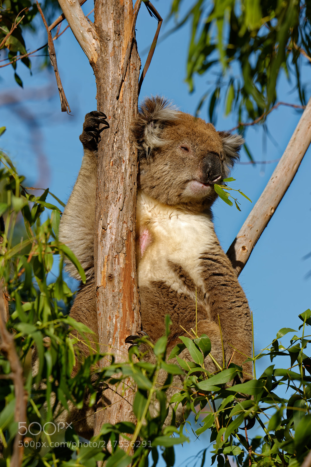 Nikon D800E sample photo. Koialaś bear - eating photography