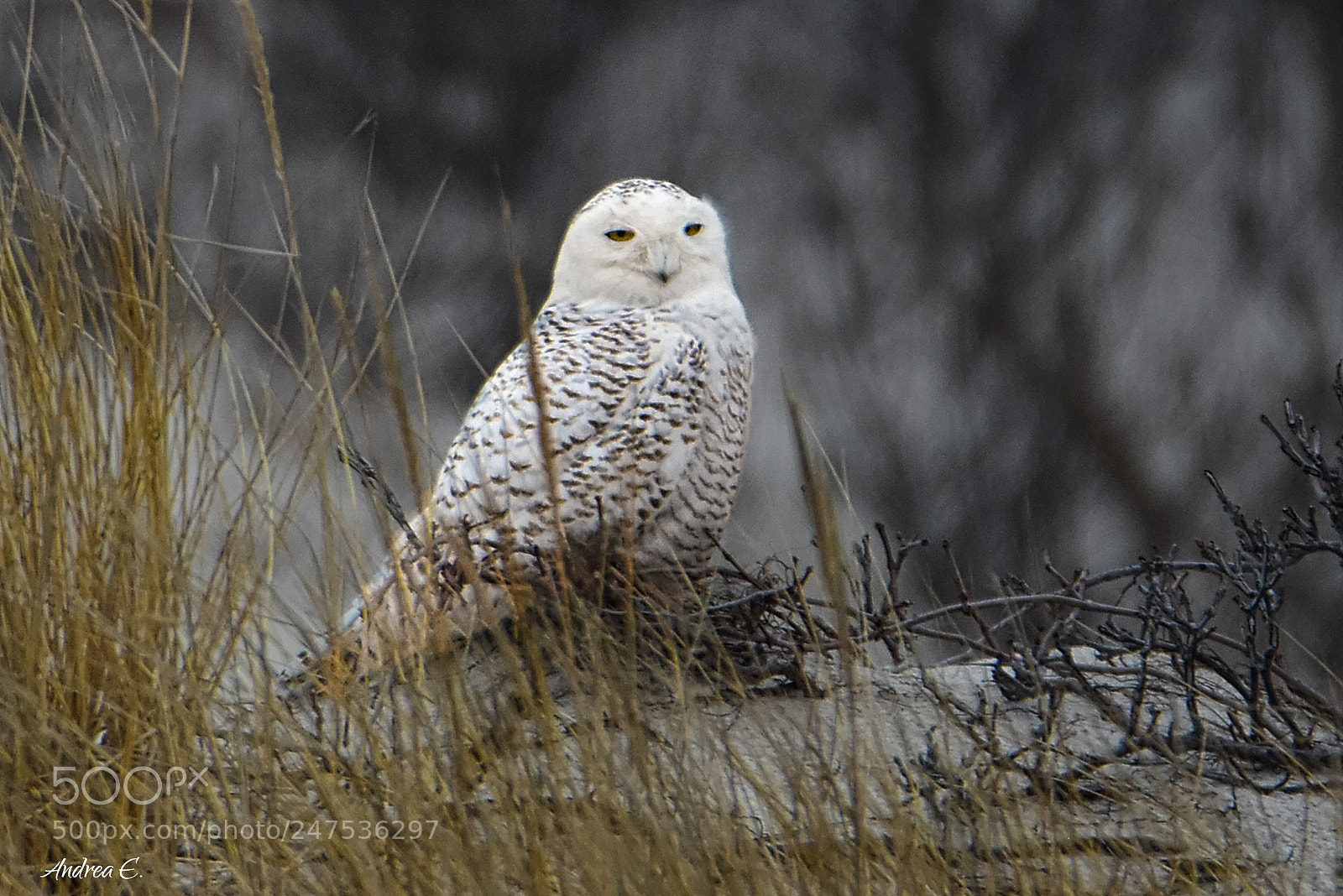 Nikon D7200 sample photo. Snowy owl 2 photography