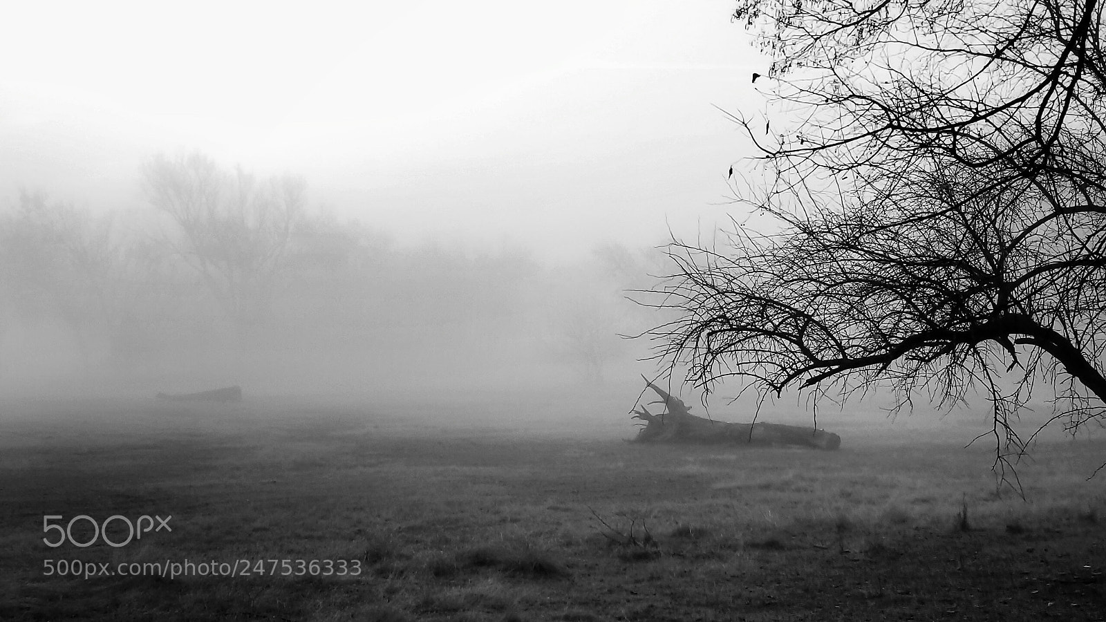 Samsung Galaxy S8+ sample photo. Morning mist photography