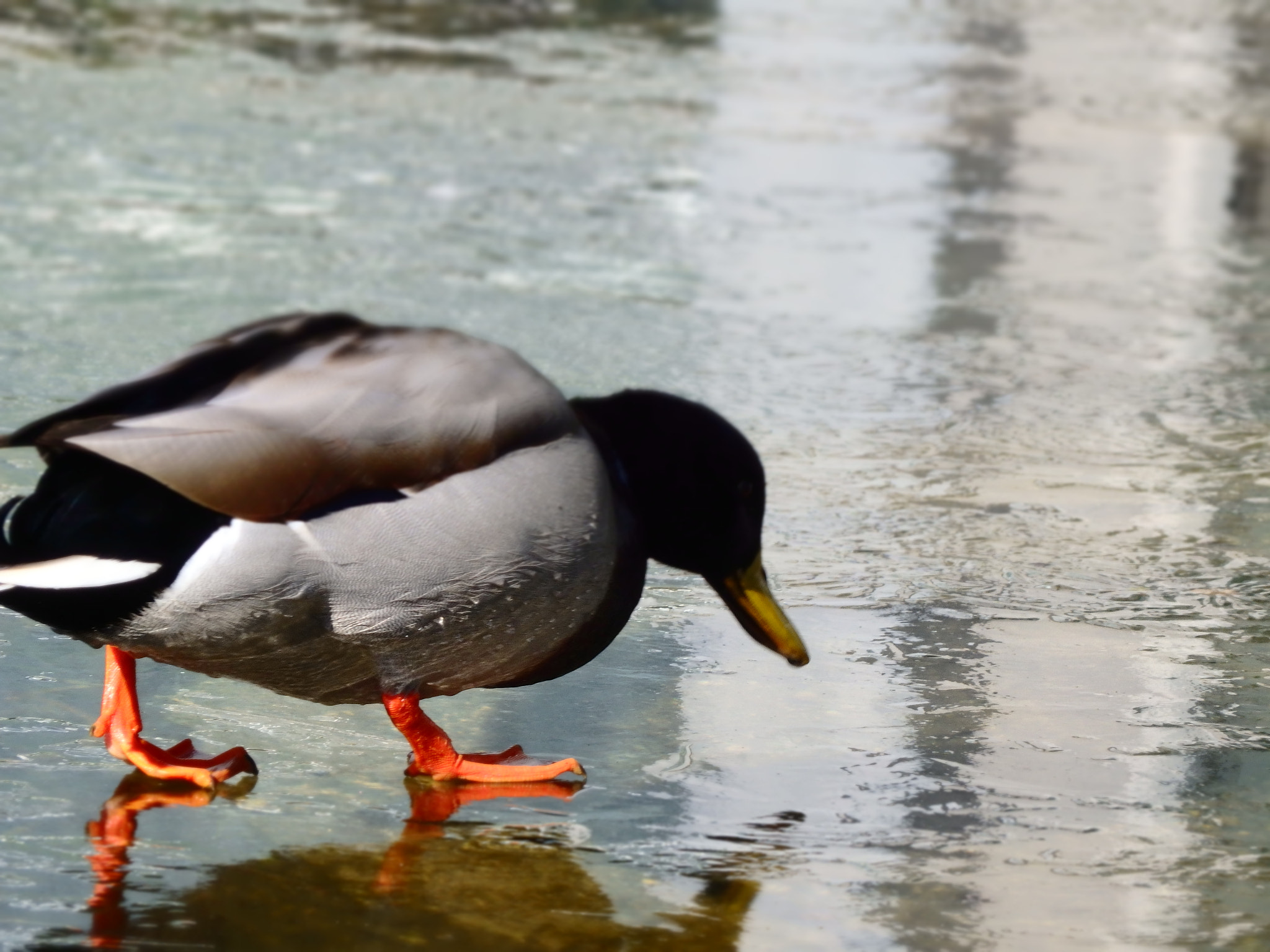 Olympus SH-2 sample photo. Duck on the lookout photography