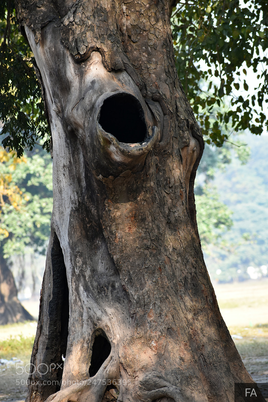 Nikon D3400 sample photo. The scream to live photography