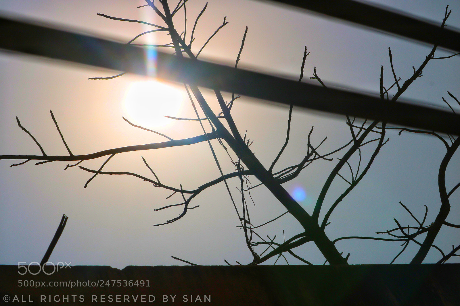 Canon EOS 750D (EOS Rebel T6i / EOS Kiss X8i) sample photo. Dead tree photography