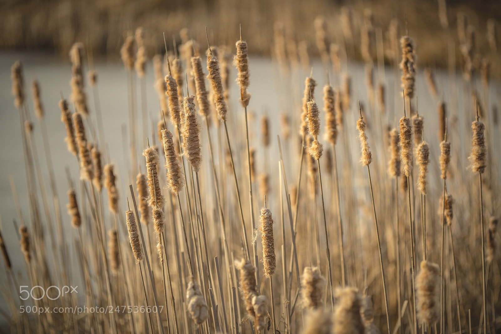 Nikon D800E sample photo. Out photography