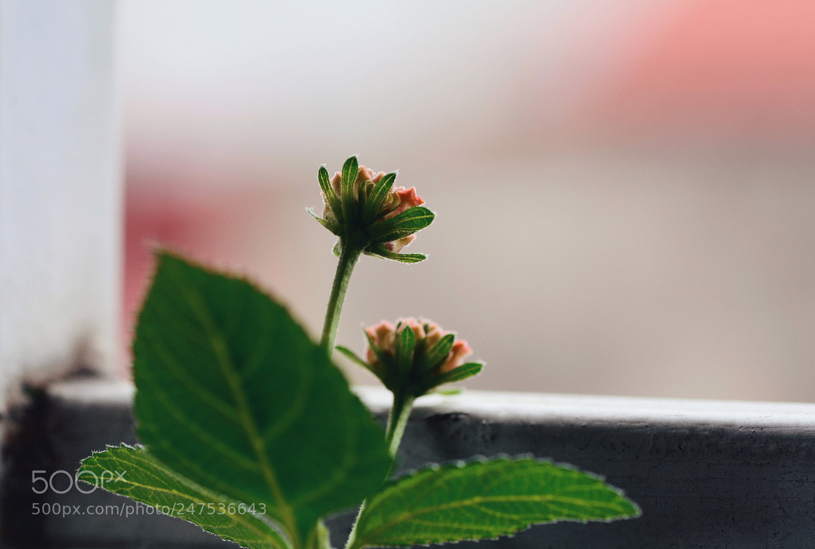 Nikon D7100 sample photo. Untitled photography