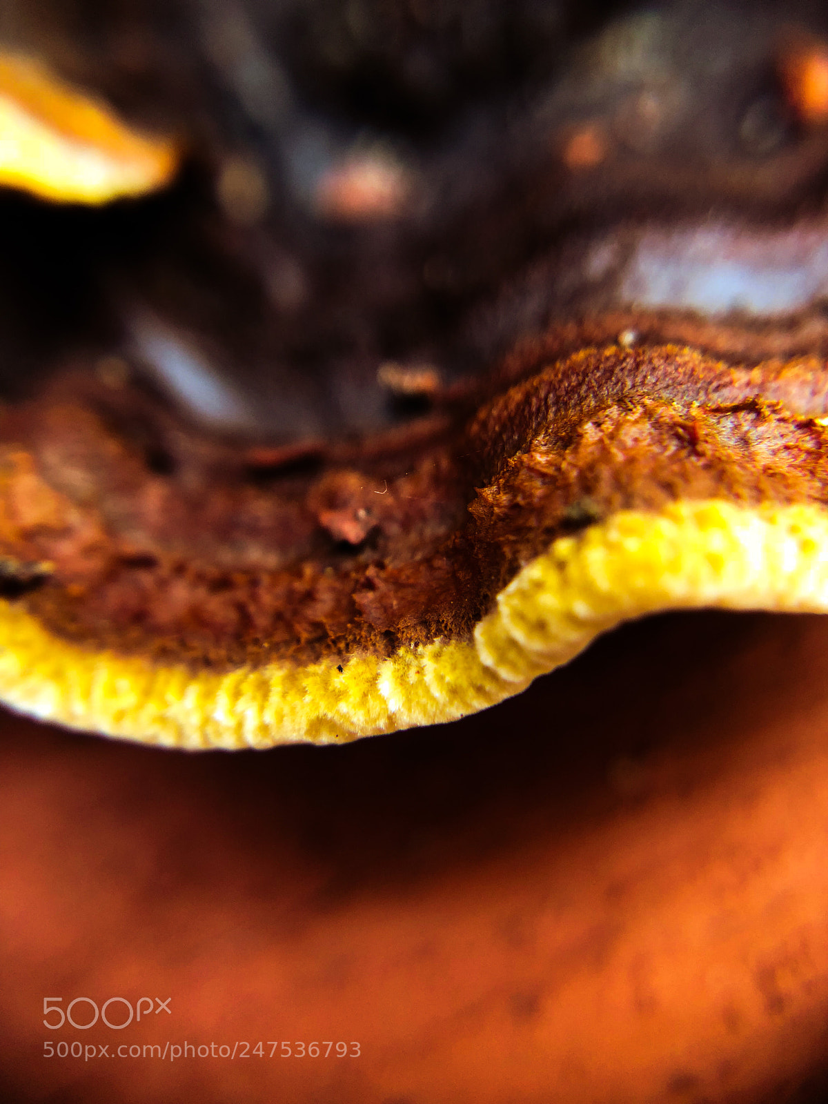 Apple iPhone X sample photo. Piece of shroom photography
