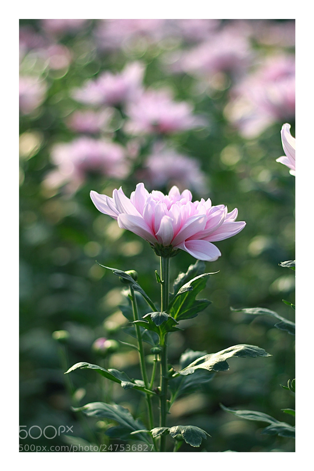 Canon EOS 700D (EOS Rebel T5i / EOS Kiss X7i) sample photo. Snapseed photography