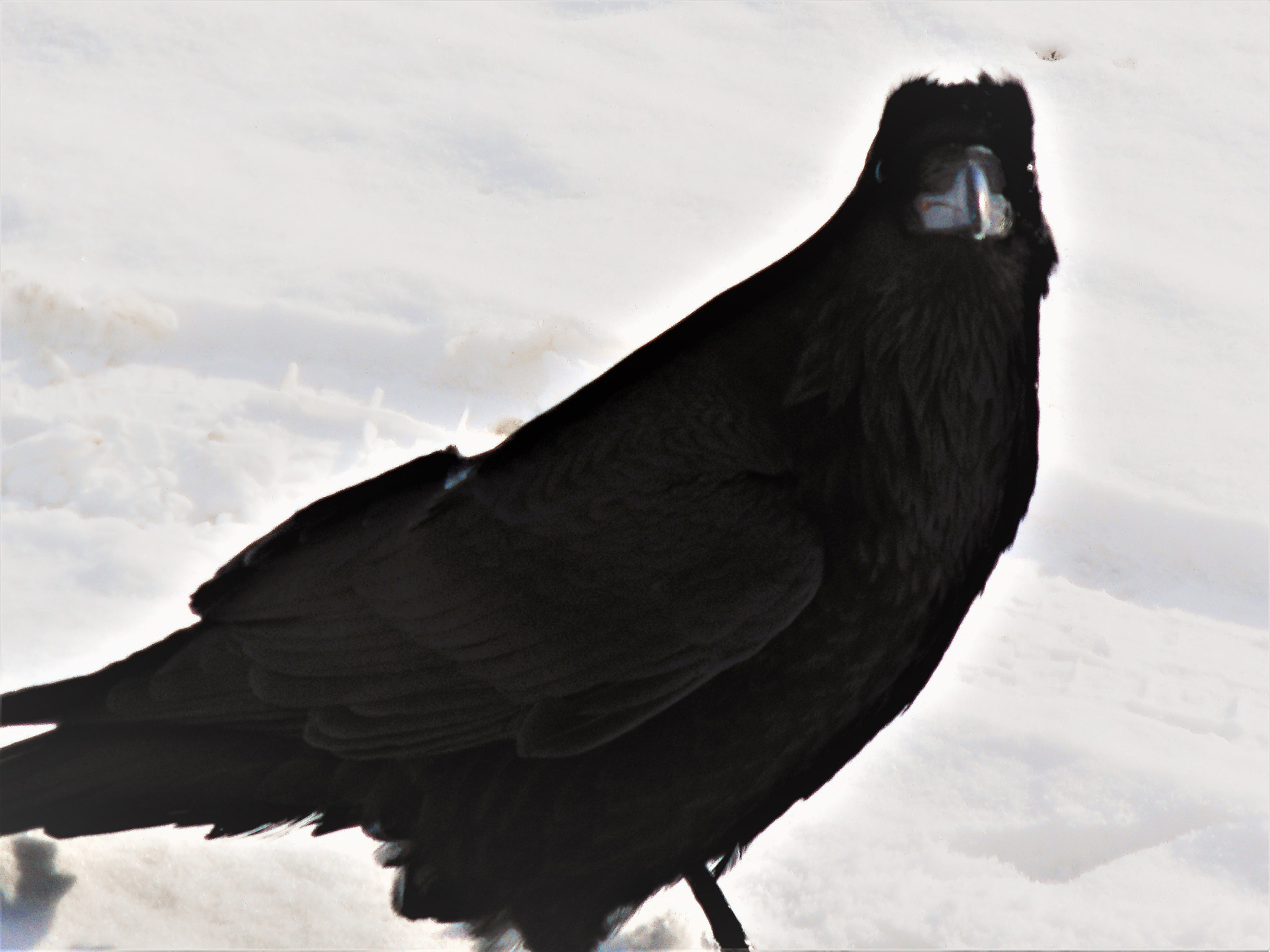 Nikon Coolpix A300 sample photo. Black bird photography