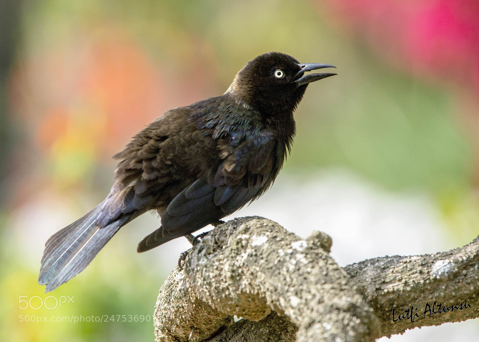 Nikon D7100 sample photo. Boat-tailed grackle kay kkuyruklu photography