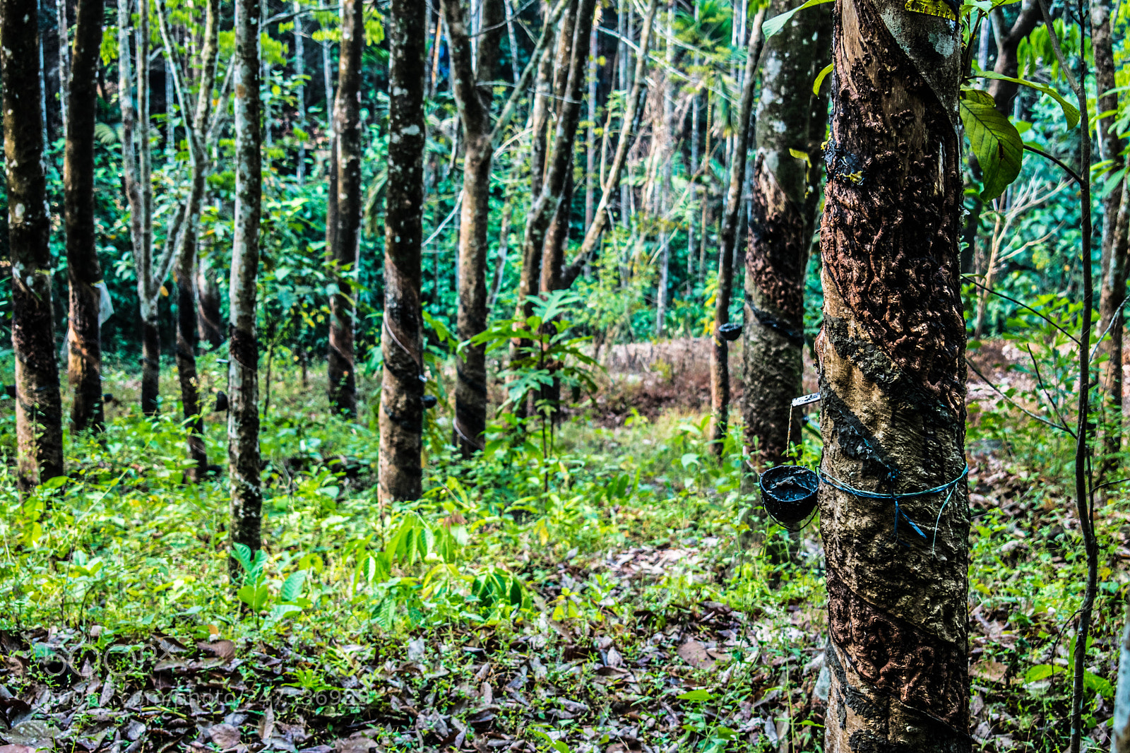 Nikon D5600 sample photo. Kerala photography