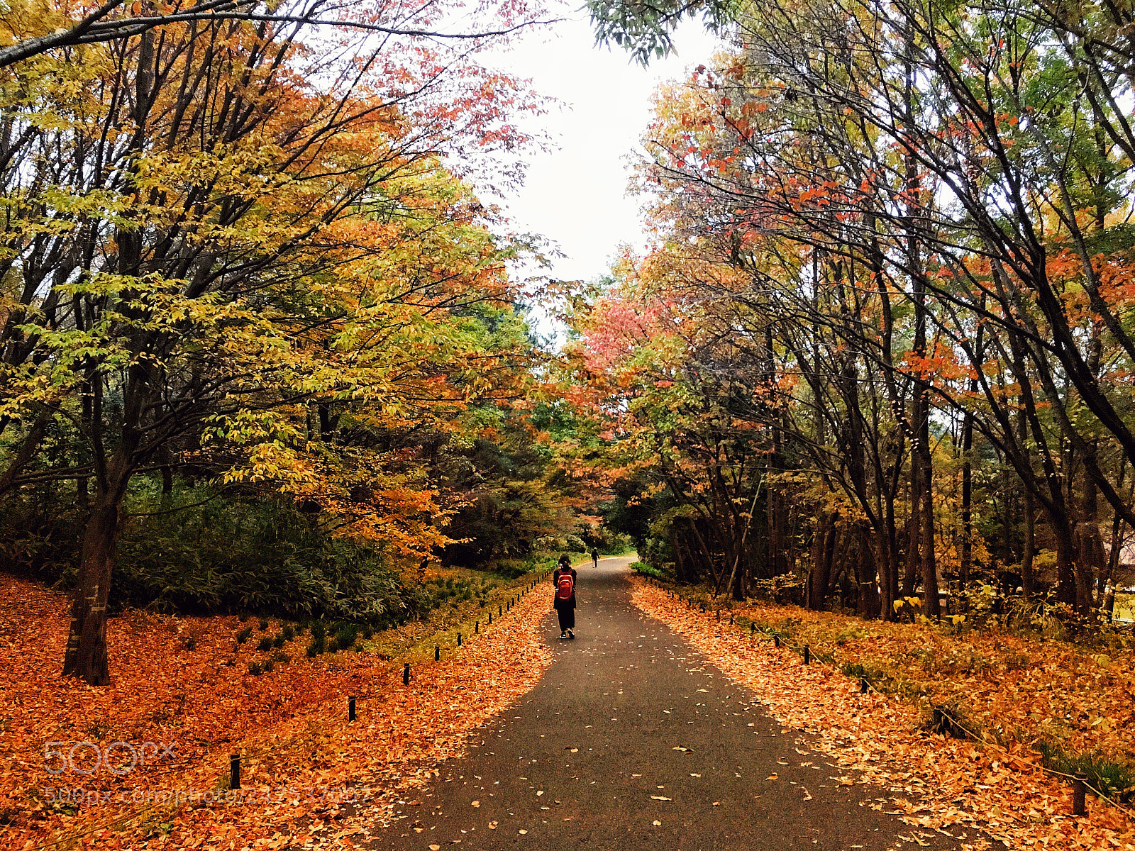 Apple iPhone SE sample photo. 2017/11/18  tokyo. photography