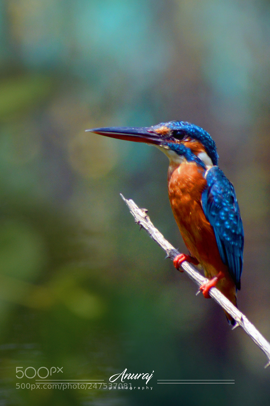 Nikon D3200 sample photo. Kingfisher photography