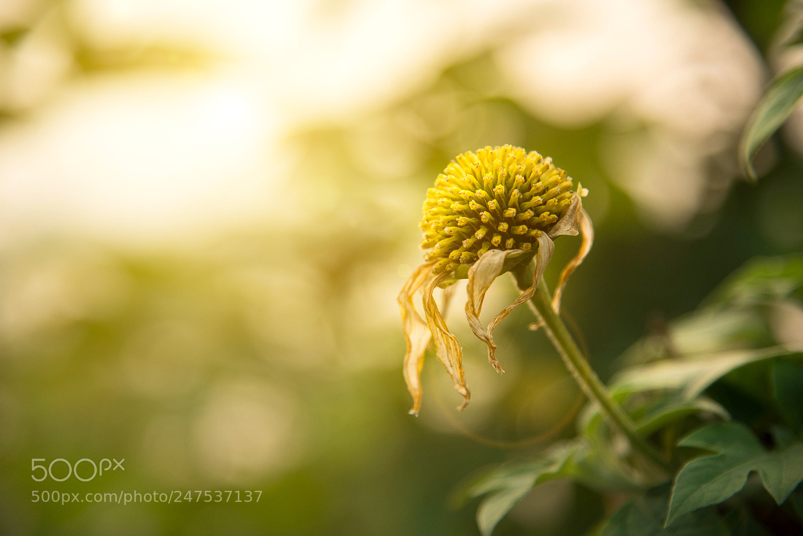 Nikon D610 sample photo. Life photography