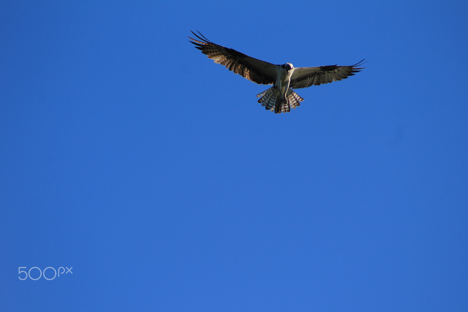 Canon EOS 1200D (EOS Rebel T5 / EOS Kiss X70 / EOS Hi) + EF75-300mm f/4-5.6 sample photo. Img photography