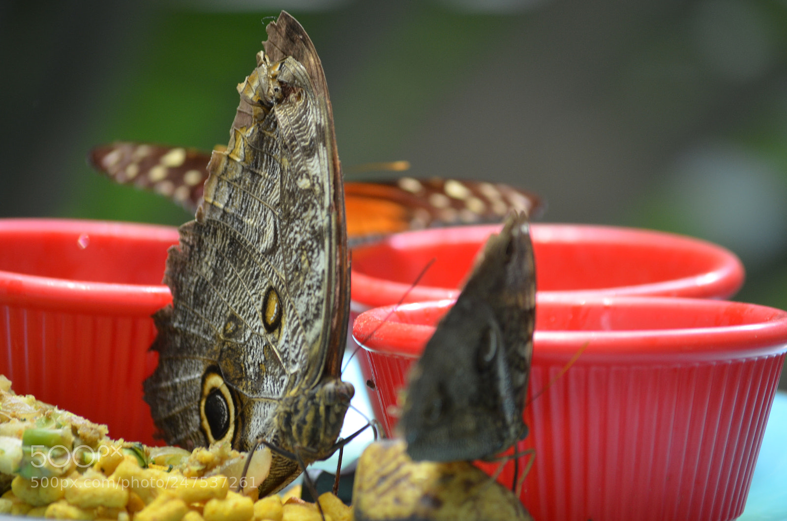 Nikon D5100 sample photo. Snack time for butterfly photography