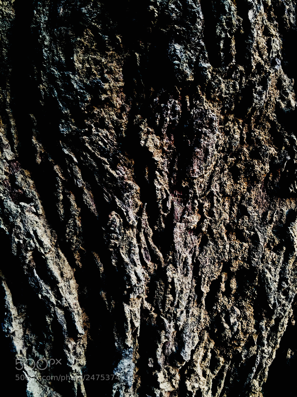 Apple iPhone 6 sample photo. Morning tree photography