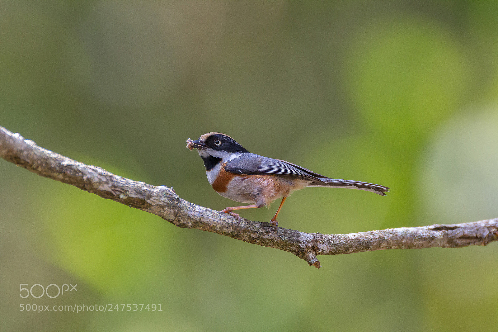 Canon EOS 60D sample photo. Black-throated tit on branch photography