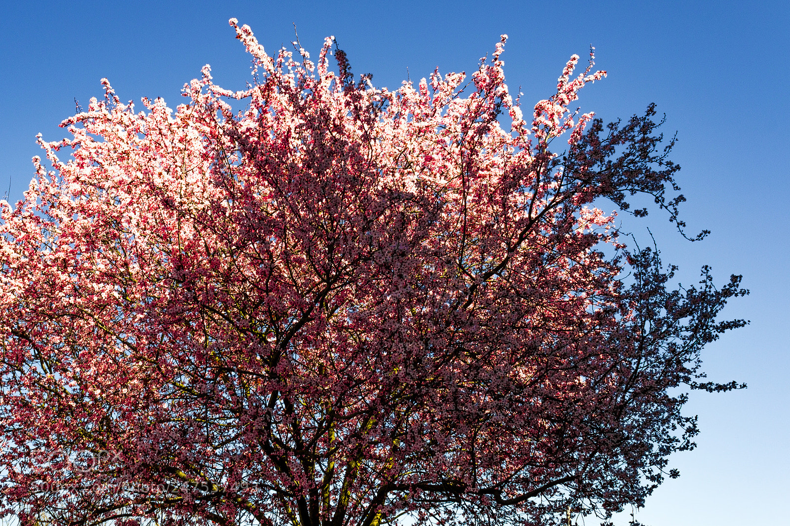 Canon EOS 1200D (EOS Rebel T5 / EOS Kiss X70 / EOS Hi) sample photo. Pink cherry tree blossoms photography