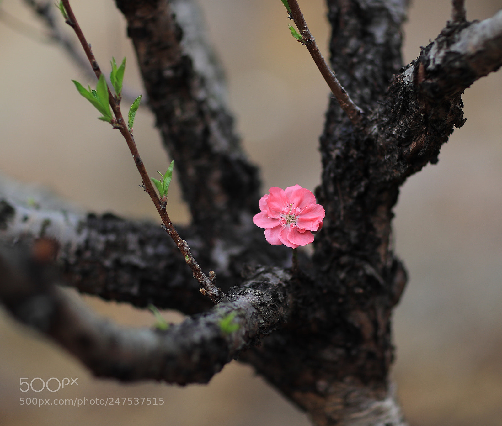 Canon EOS-1D X Mark II sample photo. Untitled photography