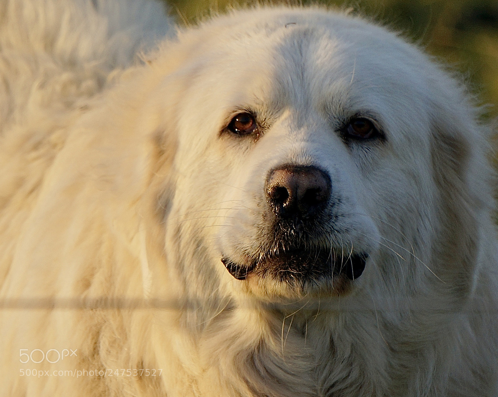 Sony Alpha NEX-6 sample photo. Pyrenees giant photography