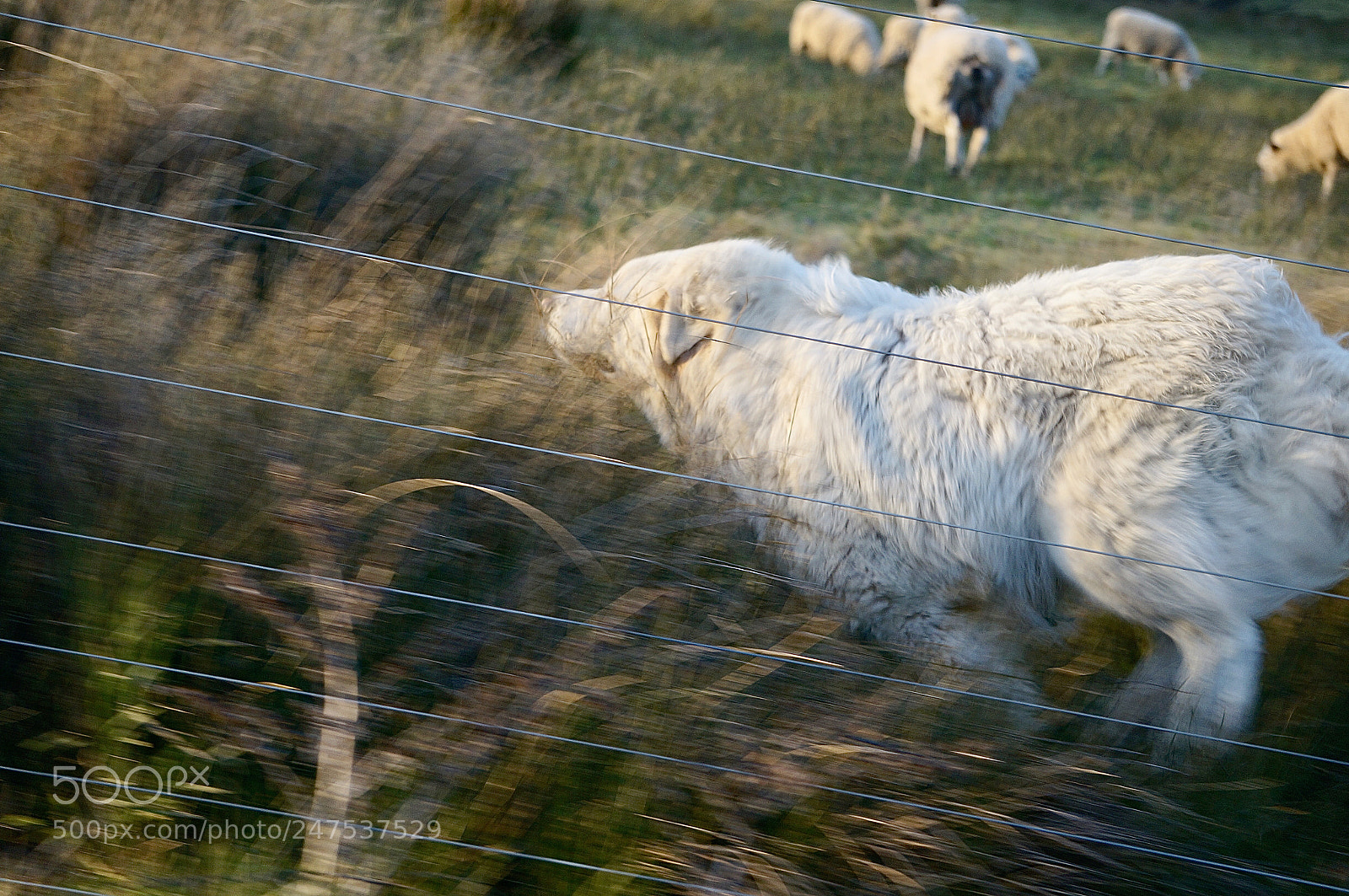 Sony Alpha NEX-6 sample photo. Pyrenees at work photography