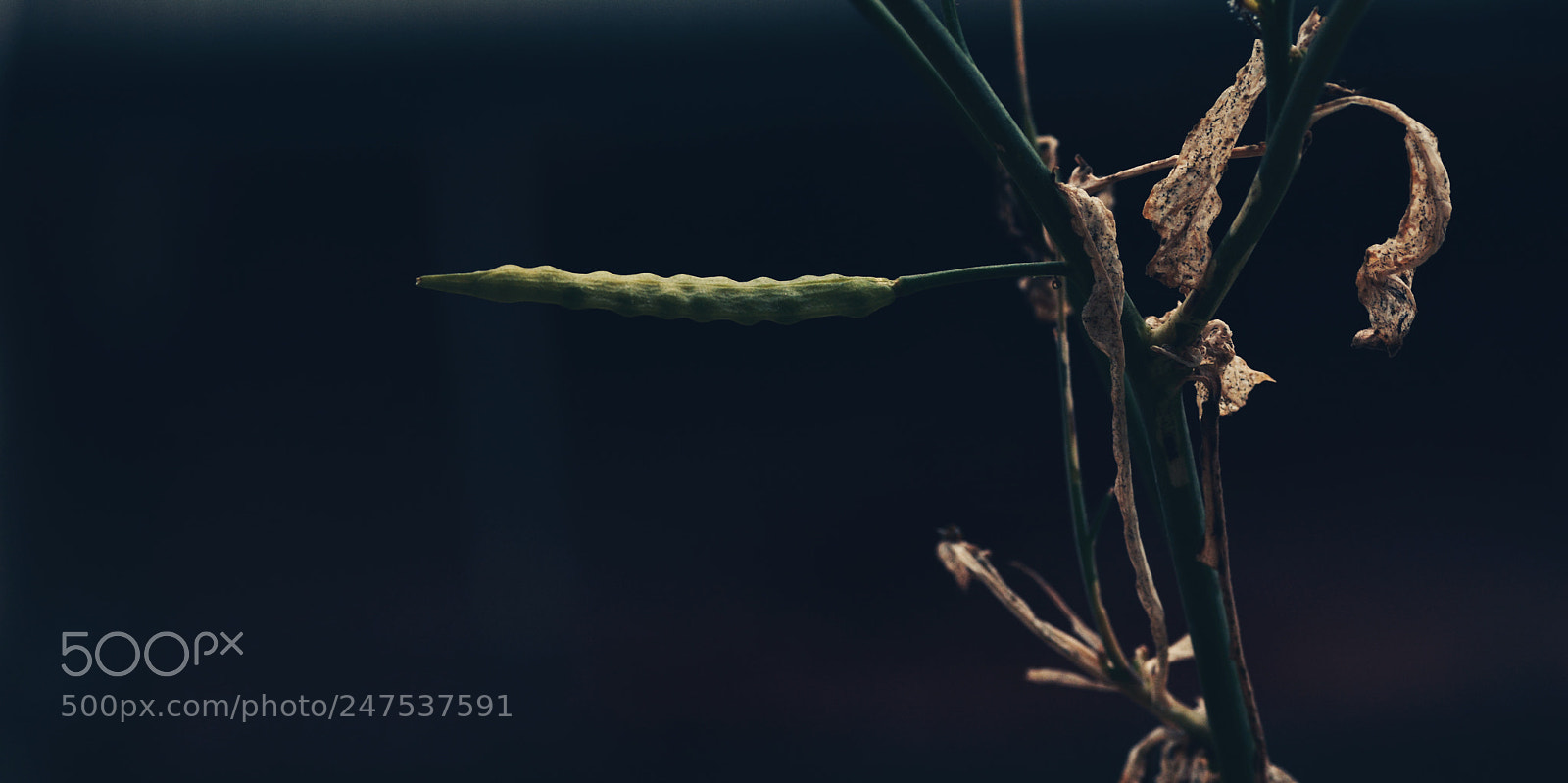 Nikon D7100 sample photo. Untitled photography