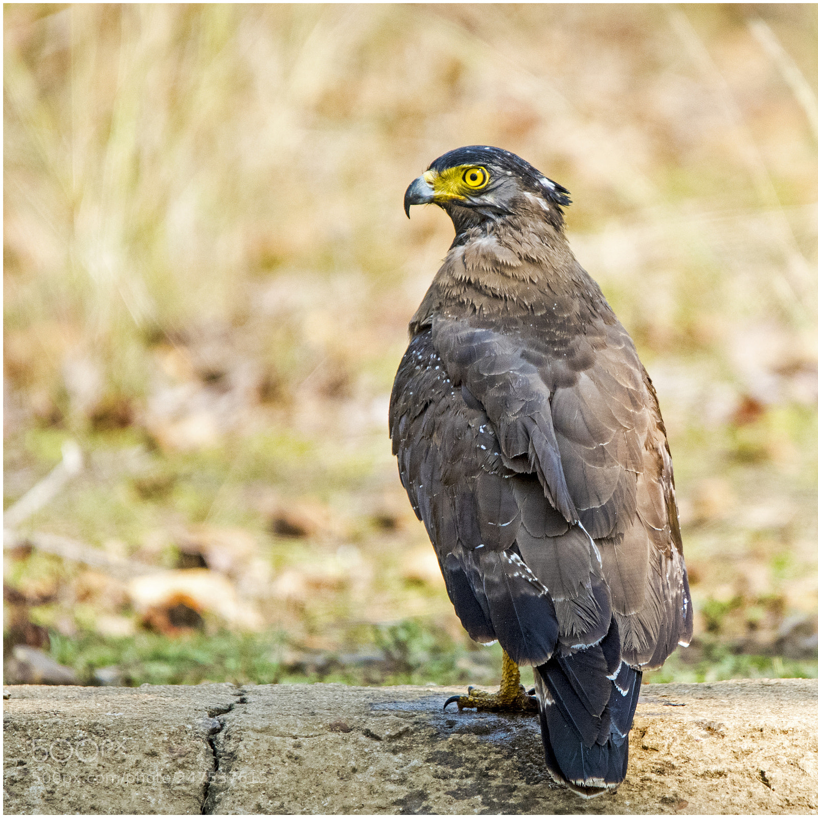 Nikon D810 sample photo. Raptor photography